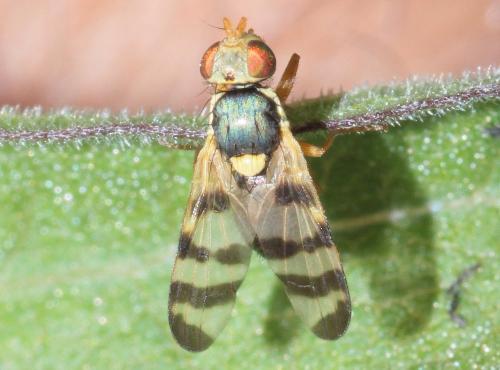 Réf. 286 223 : Urophora jaceana